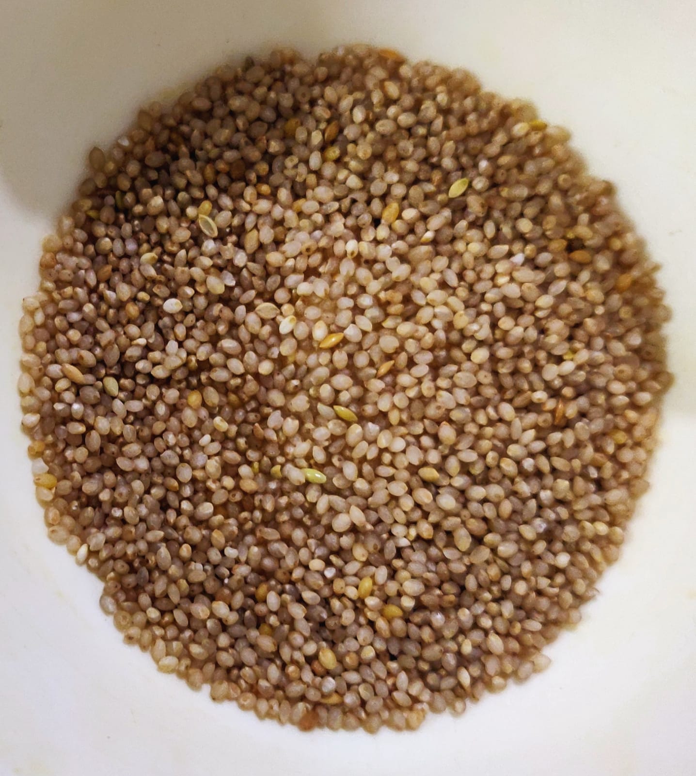 लिटिल मिलेट (अनपॉलिश्ड)/ “कुटकी अनपॉलिश्ड” (कुटकी, मोरैयो, शावन/ सामा/ समाई/ सवा, हलवी,वरी)